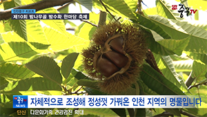 [인천중구TV 뉴스] 제10회 밤나무골 밤수확 한마당 축제